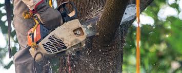 Best Tree Cabling and Bracing  in Willow Grove, PA