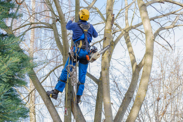 Best Hedge Trimming  in Willow Grove, PA