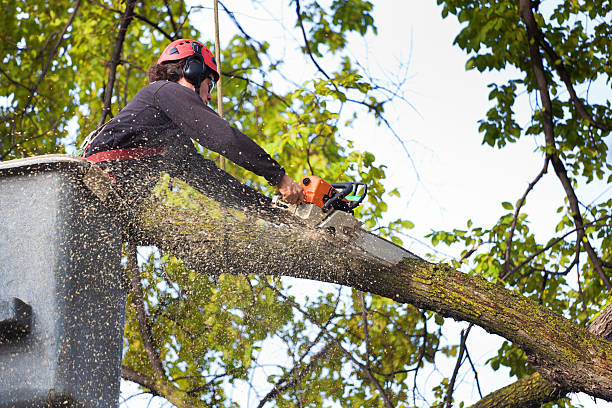 Best Tree Health Inspection  in Willow Grove, PA